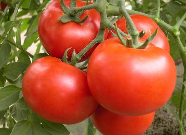 番茄種植管理方法