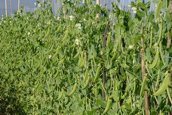 豌豆種植管理方法