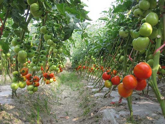 西紅柿種植方法