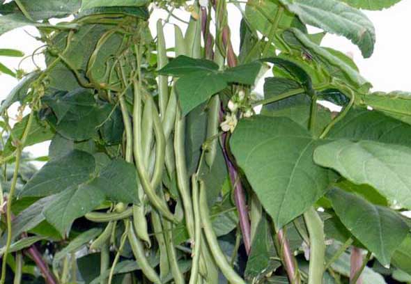 四季豆種植方法