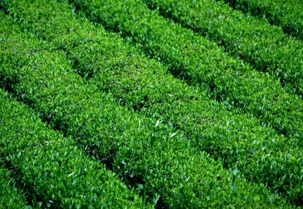 茶葉種植管理方法