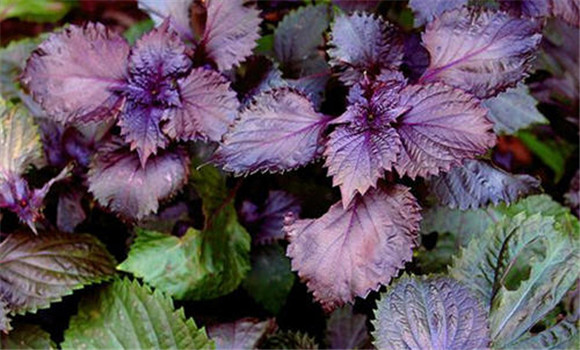 紫蘇種植時間和方法
