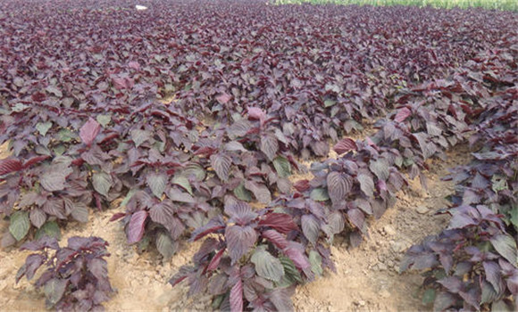 紫蘇種植技術與栽培管理要點