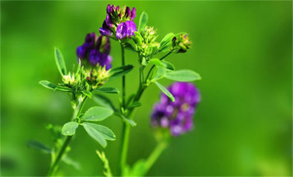 紫花苜蓿的營養成分有哪些