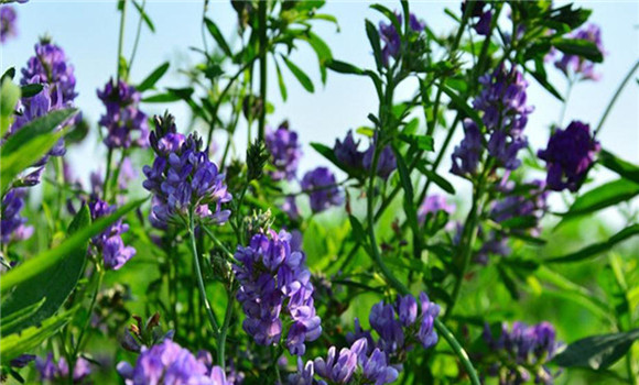 紫花苜蓿牧草的優點