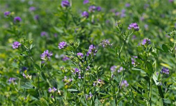 紫花苜蓿牧草的缺點