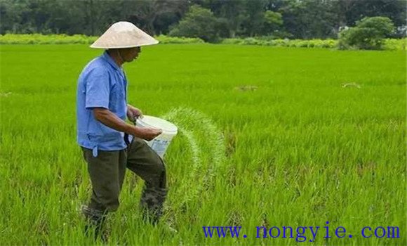 水稻科學施肥技術