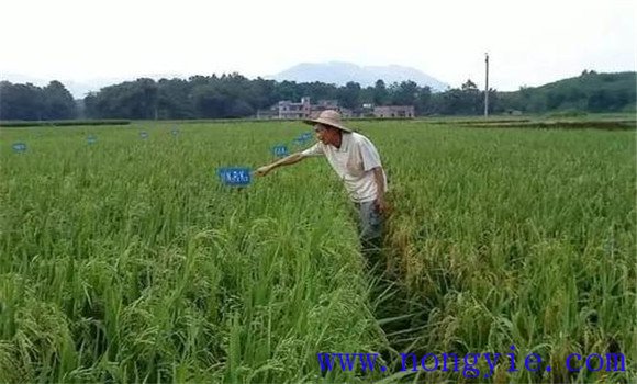 鋅元素對水稻的作用