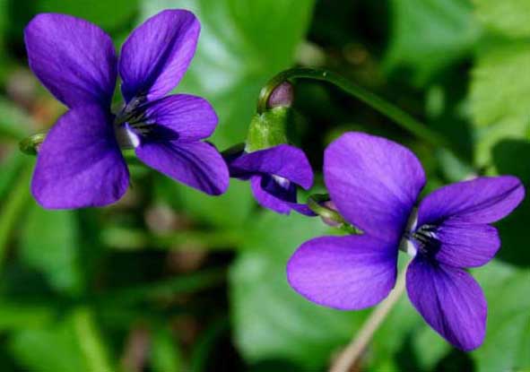 紫羅蘭種植方法