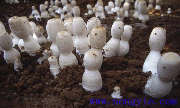 雞腿菇種植方法 雞腿菇反季節的栽培技術