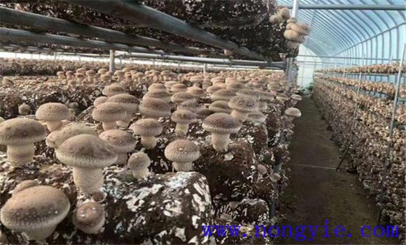 夏季香菇種植技術與管理要點