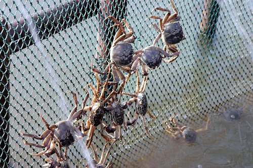 螃蟹常見的養殖方式