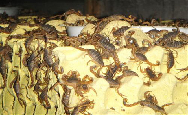 蝎子養殖喂養什么食物
