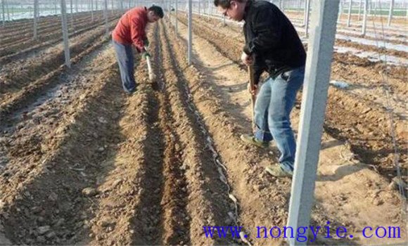 紫甘藍播種與育苗方法