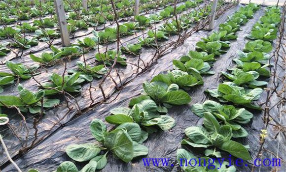 春季保護地紫甘藍種植技術及管理方法