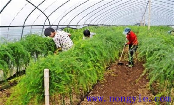 蘆筍的培土方法