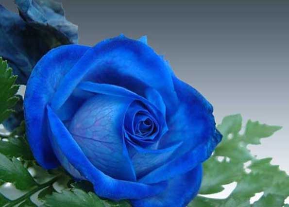 藍玫瑰圖片