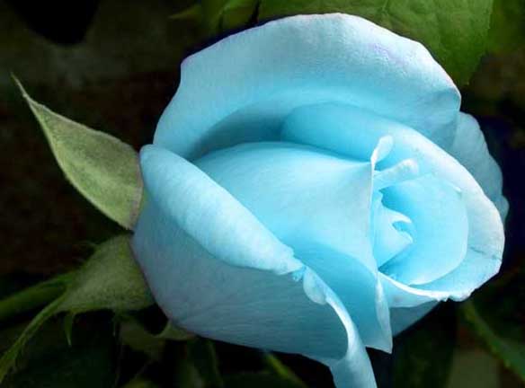 藍玫瑰圖片