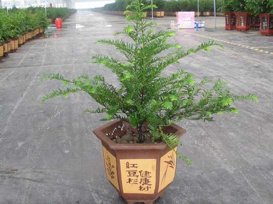 紅豆杉的繁殖方法