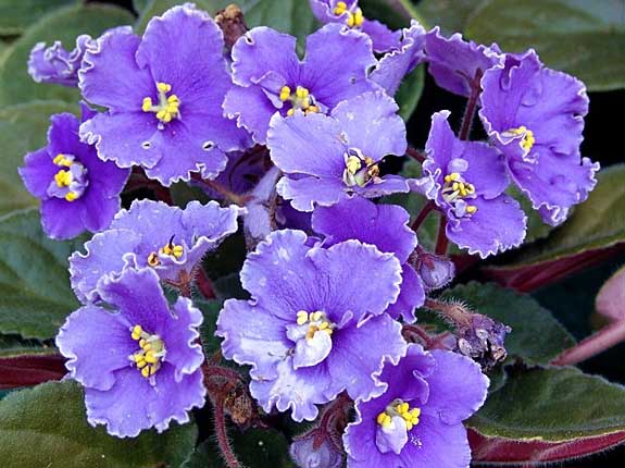 紫羅蘭的養殖方法