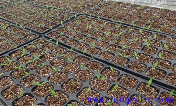 番茄播種與育苗方法