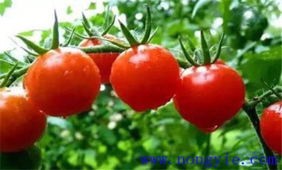 番茄畸形果如何預防