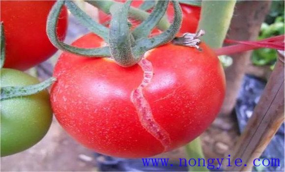 番茄裂果是什么原因造成的
