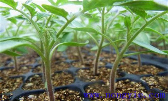 西紅柿育苗標準