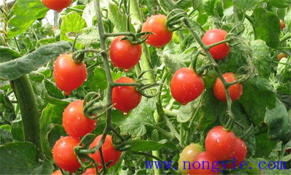 大棚西紅柿種植的溫度控制