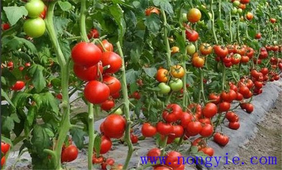 大棚西紅柿種植與管理技術