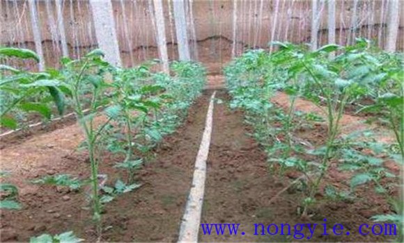 西紅柿對氮肥的需求與施肥技術