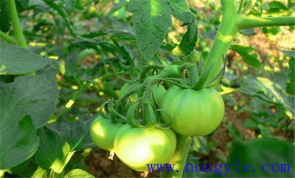 西紅柿對鉀肥的需求與施用要求