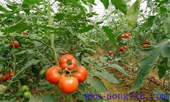 西紅柿對磷肥的需求與施用方法