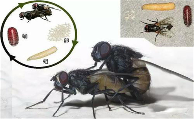 蠅蛆的發育史及流行特點