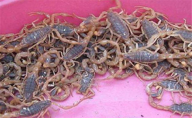 人工養殖蝎子的飼料配方