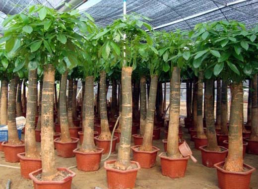 發財樹的養殖方法