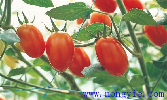 小型西紅柿有什么品種