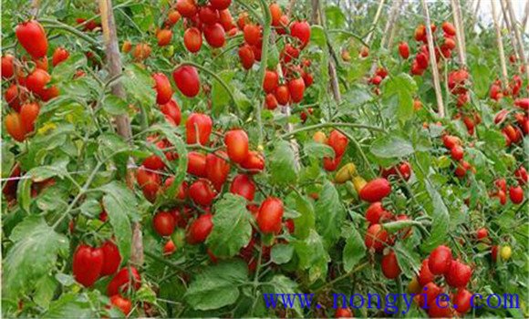 小西紅柿怎么種植和管理