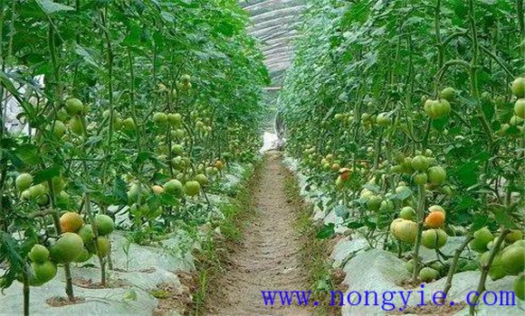長江中下游區番茄播種時間