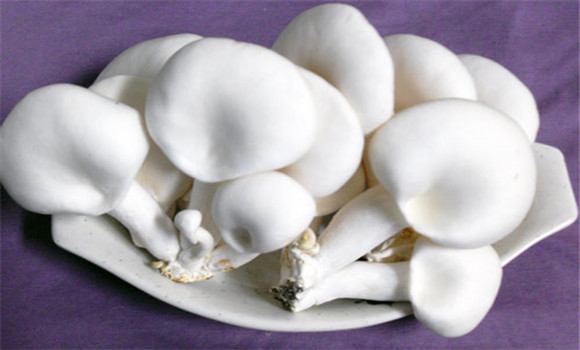 白靈菇生長最適溫度