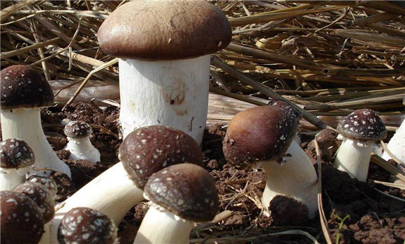 大球蓋菇高產栽培技術