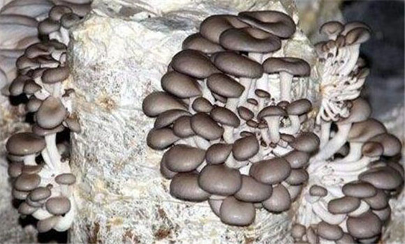 夏季平菇的發菌管理方法