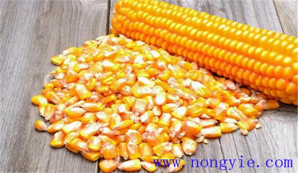 玉米種子的貯藏特性
