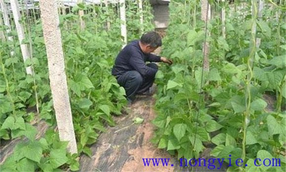 秋菜豆在栽培上應掌握哪些技術要點