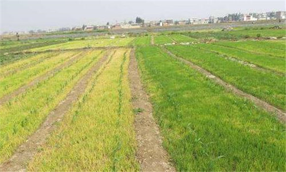 水稻旱作的播種技術