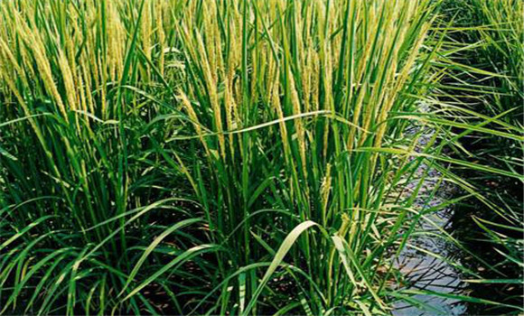 水稻后期田間水層有學問
