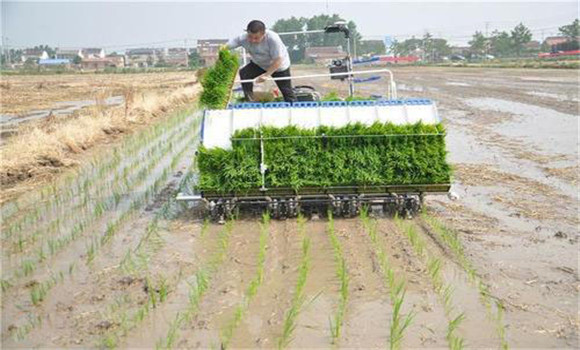 水稻機械化育插秧的好處