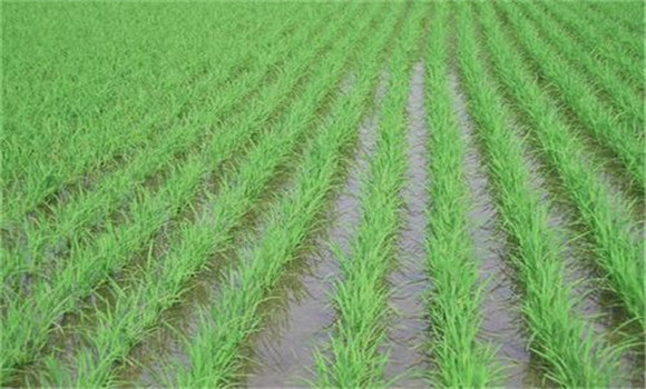 什么是水稻免耕撬窩移栽技術