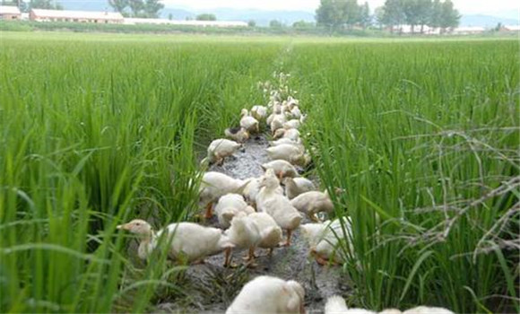 稻田養鴨的飼養管理