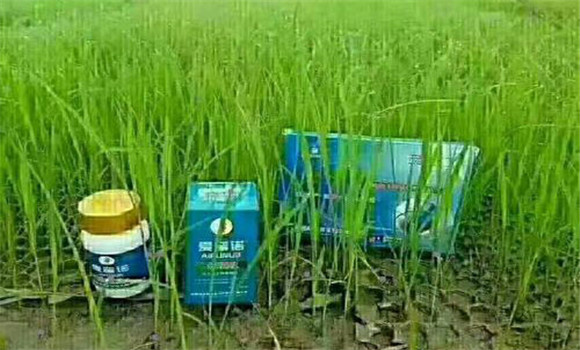 水稻爛秧病的防治方法